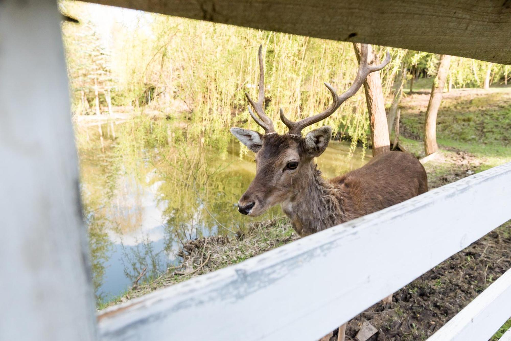 Pensiunea Casa Bunicilor Mînăstirea Humorului Buitenkant foto